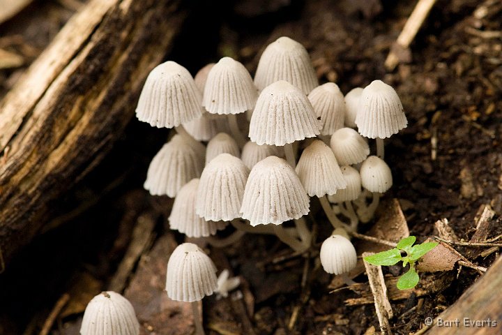 DSC_6194.JPG - Little mushrooms