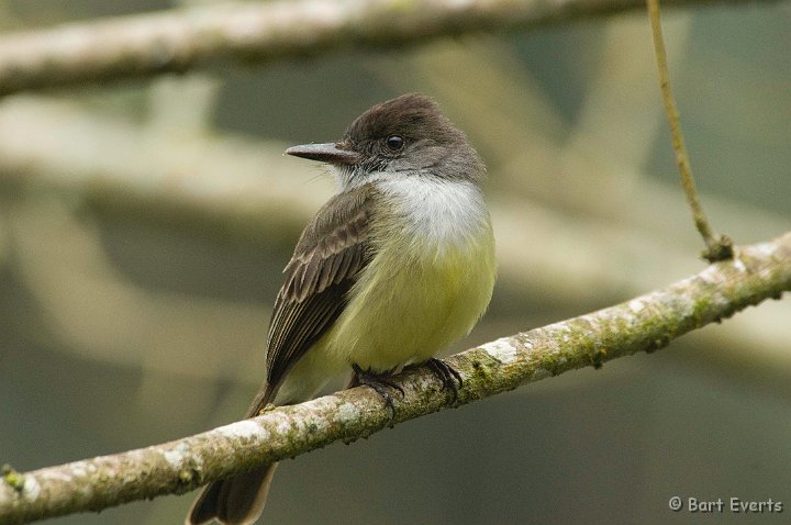 DSC_6200.JPG - Pale-edged Flycatcher