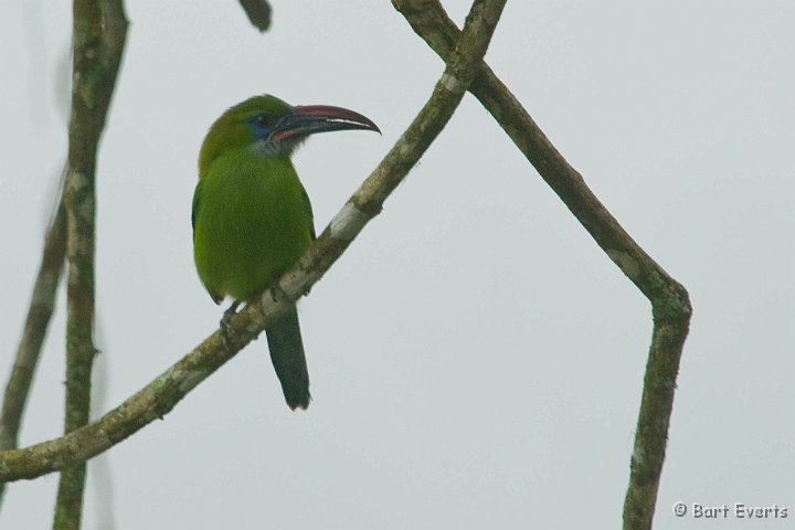 DSC_6234.JPG - Groovebilled toucanet