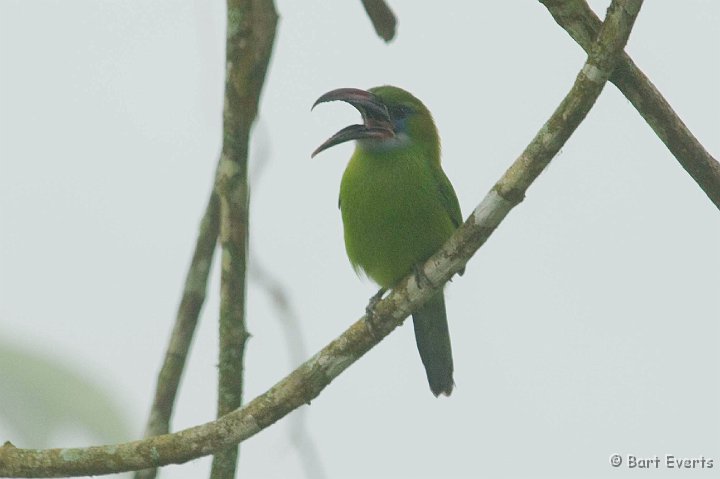 DSC_6237.JPG - Groovebilled toucanet