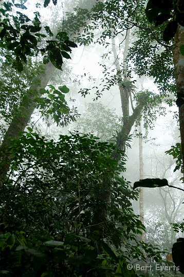 DSC_6242.JPG - Cloudforest