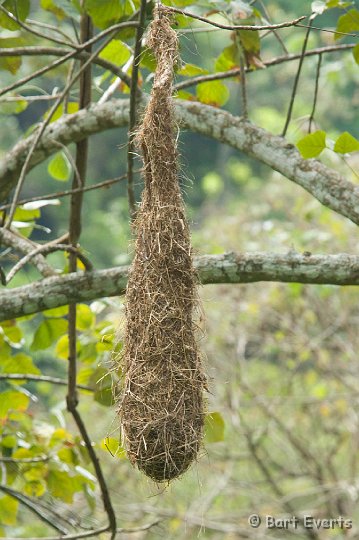 DSC_6255a.JPG - Nest of an Oropendola