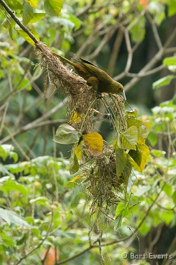 DSC_6255b.JPG - Russet-Backed Oropendola